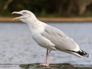 Herring Gull_vocalizing