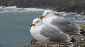 Herring Gulls
