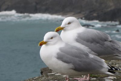 Herring Gulls
