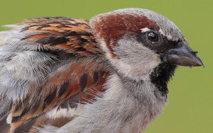 House Sparrow (Passer domesticus)