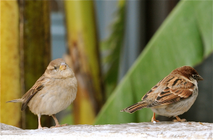 House Sparrow_Passer italiae_pair