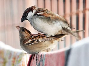 House Sparrows_mating