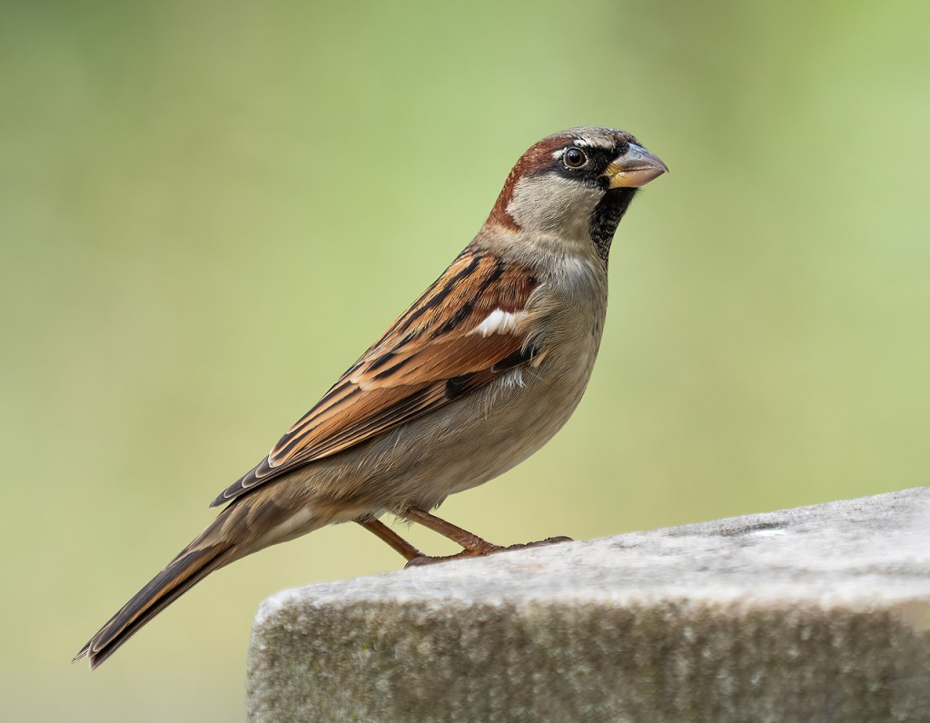 House Sparrow_Male