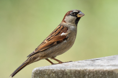 House Sparrow_Male
