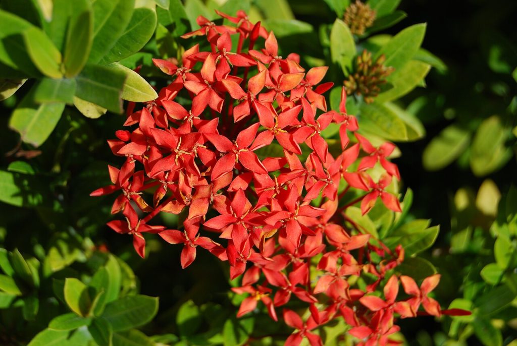 Jungle Gernaium_Ixora Coccinea