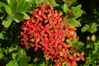Jungle Gernaium_Ixora Coccinea