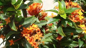 Jungle Gernaium_Ixora_coccinea