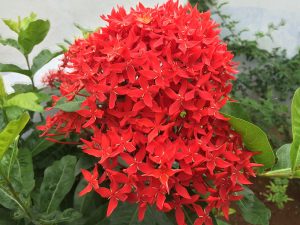Jungle Geranium_Pentas_Star_Flower