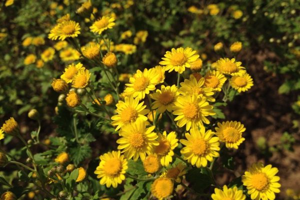Lavender-leaved-Chrysanthemum