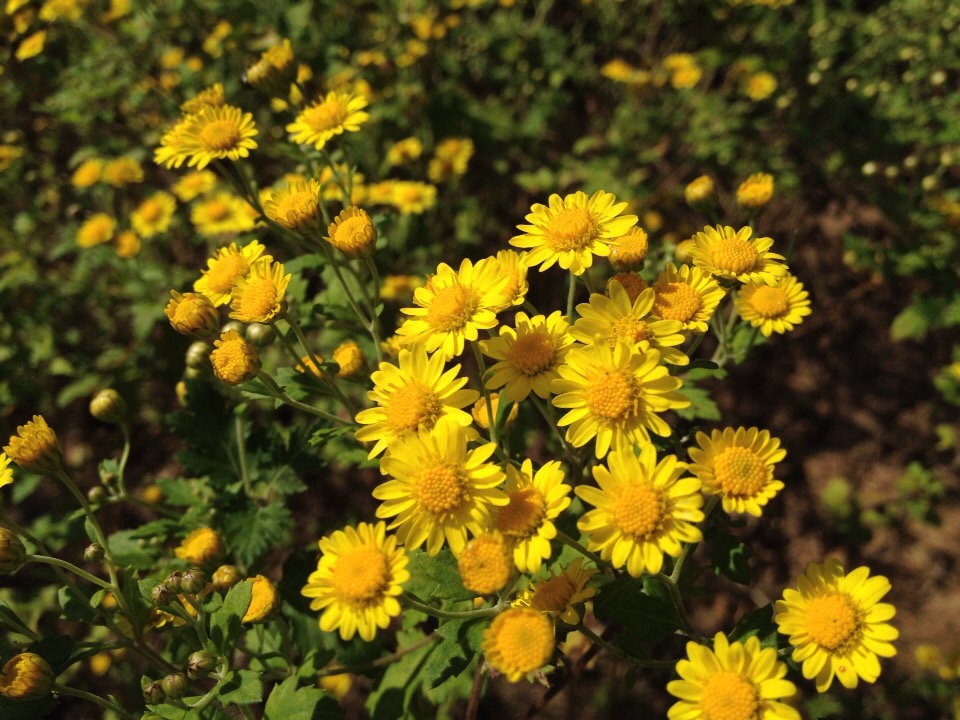 Lavender-leaved-Chrysanthemum