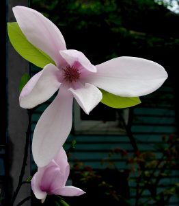Lily Magnolia_Japanese_magnolia