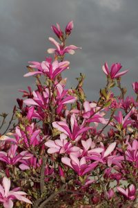 Lily Magnolia_Magnolia liliiflora