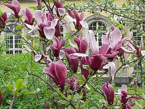 Lily Magnolia_Magnolia_liliiflora2