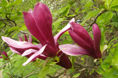 Lily Magnolia