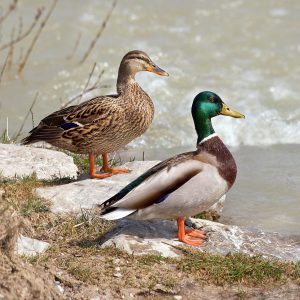 Mallard_Anas platyrhynchos_male_female