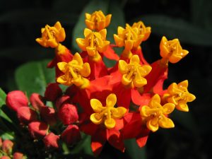 Mexican Butterfly Weed-Asclepias curassavica