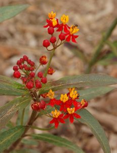 Mexican Butterfly Weed _Asclepias curassavica_Ants