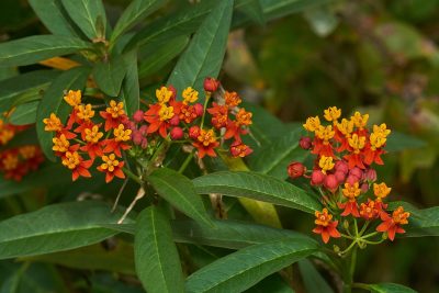 Mexican Butterfly Weed_Asclepias curassavica