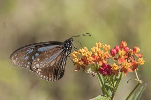 Mexican Butterfly weed (Swinhoe's chocolate tiger on tropical milkweed)
