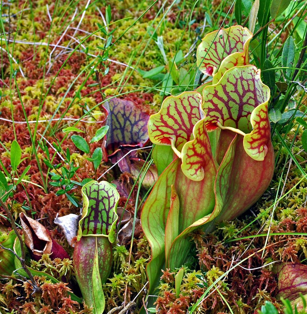 Purple Pitcher Plant (Sarracenia purpurea)