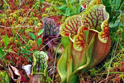 Purple Pitcher Plant (Sarracenia purpurea)