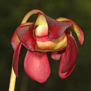Purple Pitcher Plant_Sarracenia purpurea