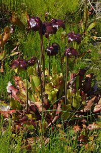 Purple Pitcher Plant_Sarracenia purpurea Flowers