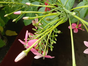 Rangoon Creeper_Buds and flowers