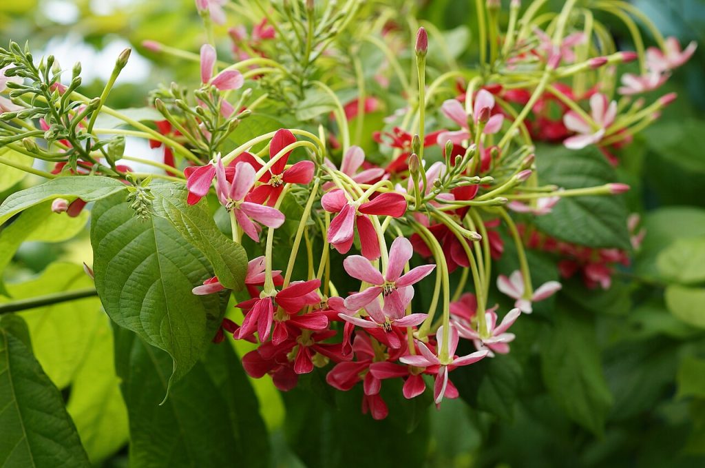 Rangoon Creeper_Combretum_indicum_01