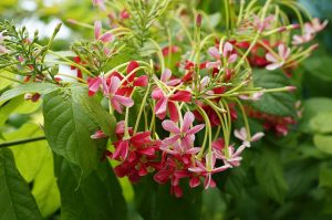 Rangoon Creeper_Combretum_indicum_01