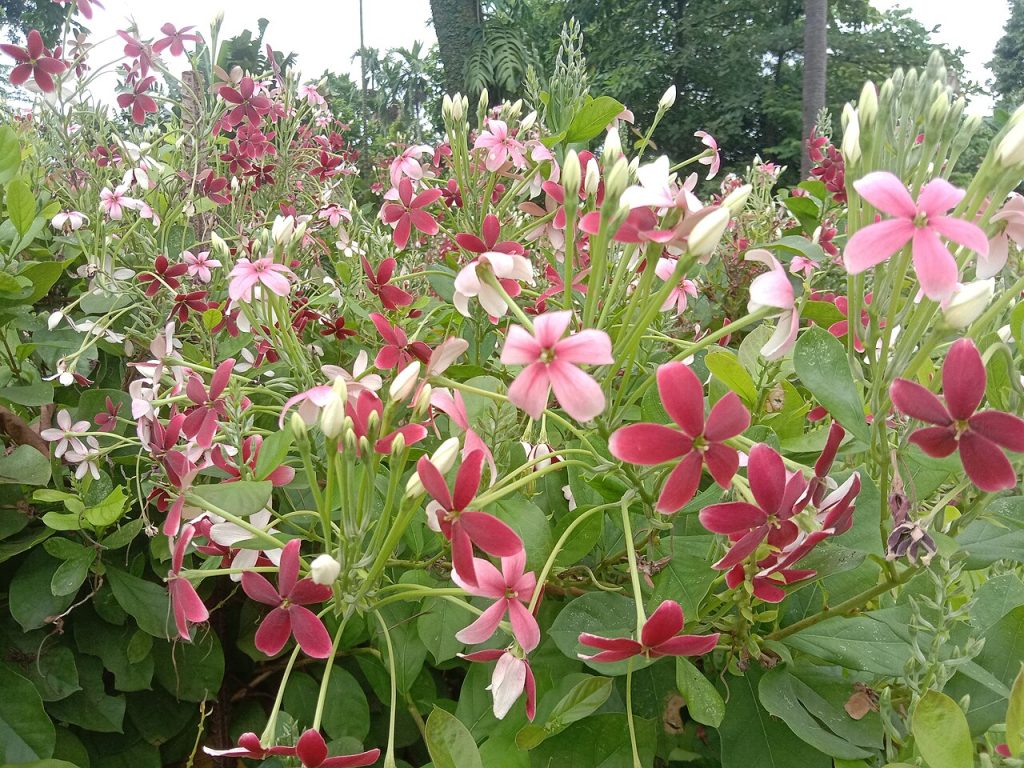 Rangoon Creeper_Flowers