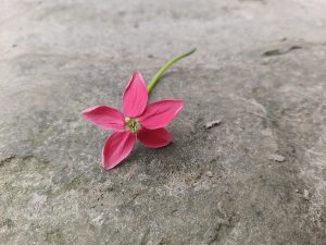 Rangoon_Creeper_(Combretum_indicum)_flower