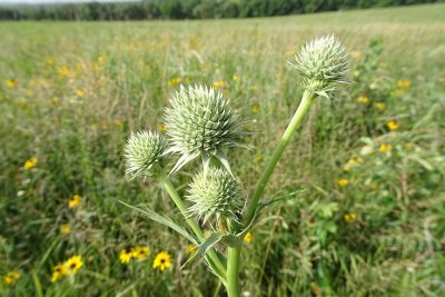 Rattlesnake Master