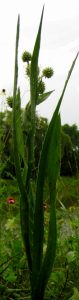 Rattlesnake Master_Eryngium leaves