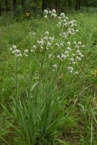 Rattlesnake Master_Eryngium yuccifolium