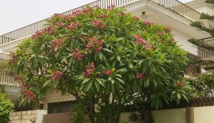 Red Frangipani_Champa tree
