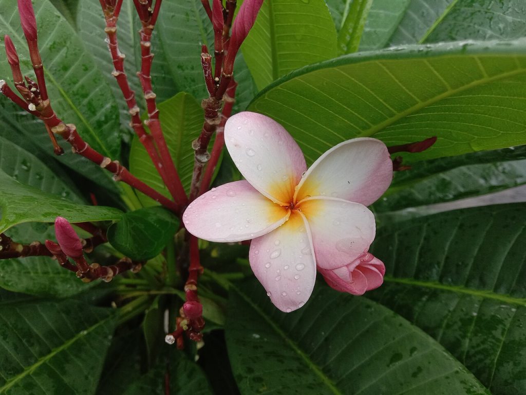 Red Frangipani_Flowers of Plumeria rubra