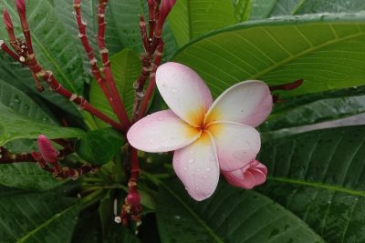 Red Frangipani_Flowers of Plumeria rubra