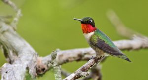 Ruby-throated Hummingbird