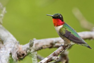 Ruby-throated Hummingbird