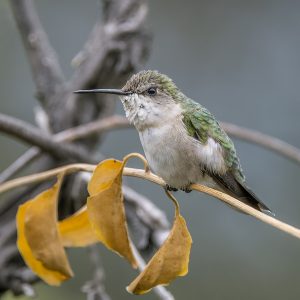 Ruby-throated hummingbird_female