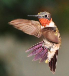 Ruby throated hummingbird_male