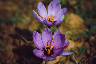 Saffron Crocus
