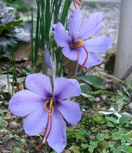 Saffron Crocus_Crocus sativus