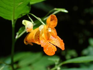 Spotted Jewelweed