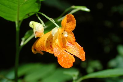 Spotted Jewelweed