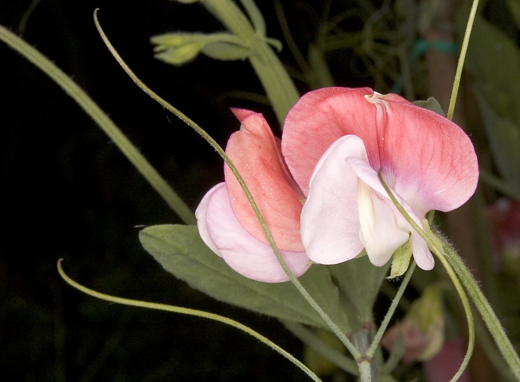 Sweet Pea_Lathyrus odoratus_Painted Lady