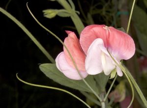 Sweet Pea_Lathyrus odoratus_Painted Lady