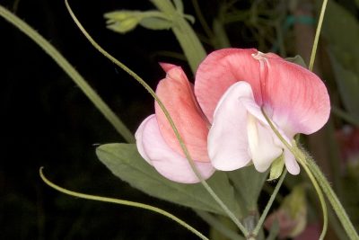 Sweet Pea_Lathyrus odoratus_Painted Lady