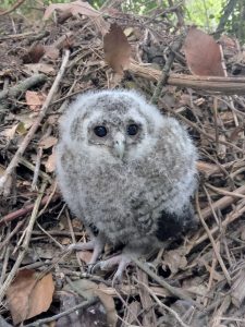 Tawny Owl (Strix_aluco)